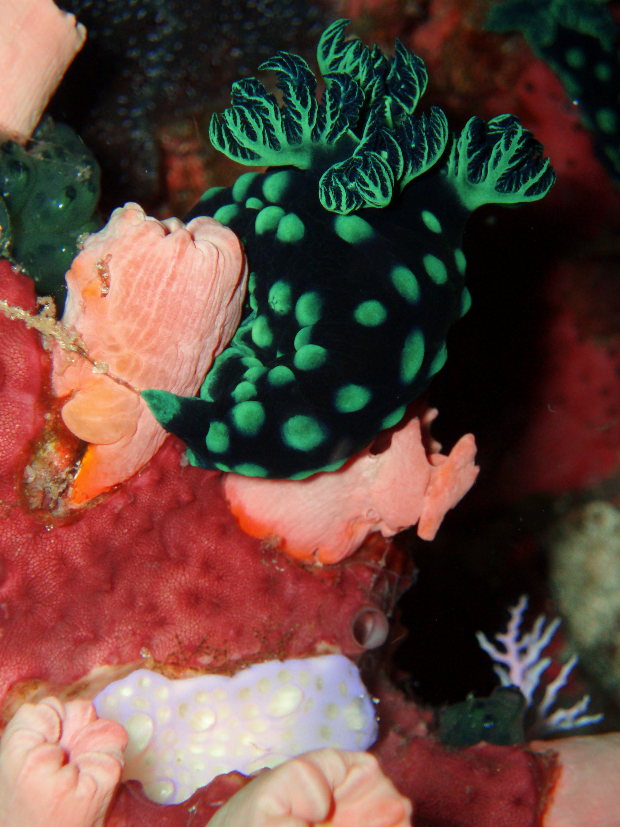 Nudibranch 2 - Bunaken