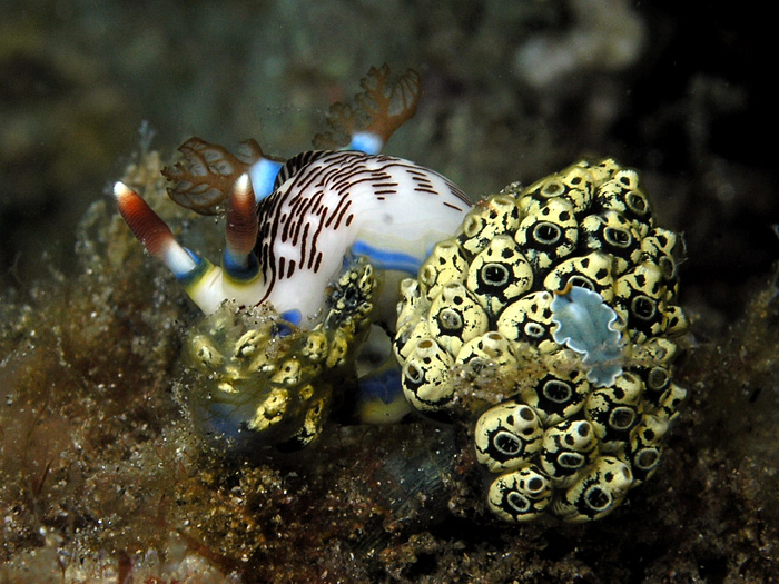 Nudibranch and Little Flatworm