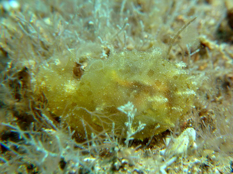 Nudibranch: (Aplysia ?)