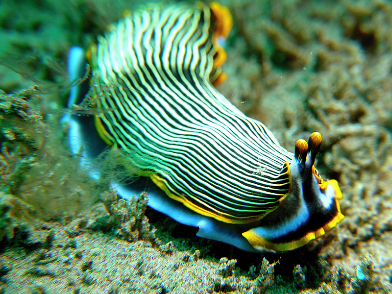 Nudibranch: Armina (sp. ?)