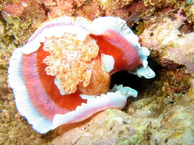 Nudibranch - Beautiful, but he was on the way into a hole.