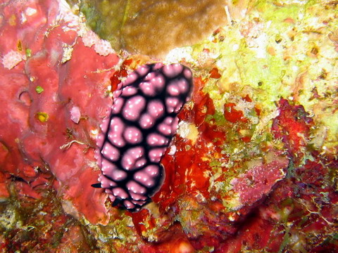 Nudibranch Black,White & Purple