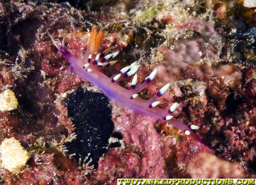 Nudibranch Bligh Water Fiji 07