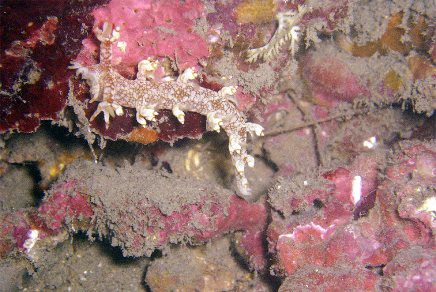 Nudibranch Bornella Stellifer