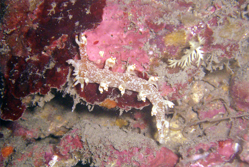 Nudibranch Bornella Stellifer