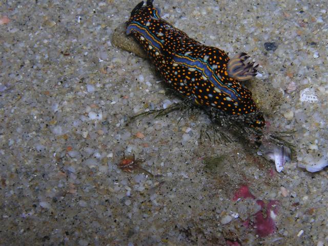 Nudibranch Cabo San Lucas MX