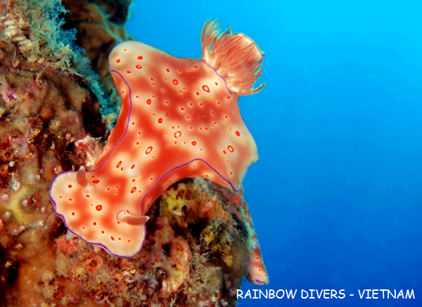 Nudibranch Ceratosoma, Nha Trang, Vietnam, Rainbow Divers