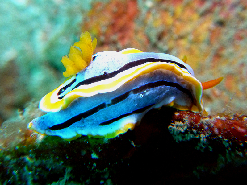 Nudibranch: Chromodoris annae