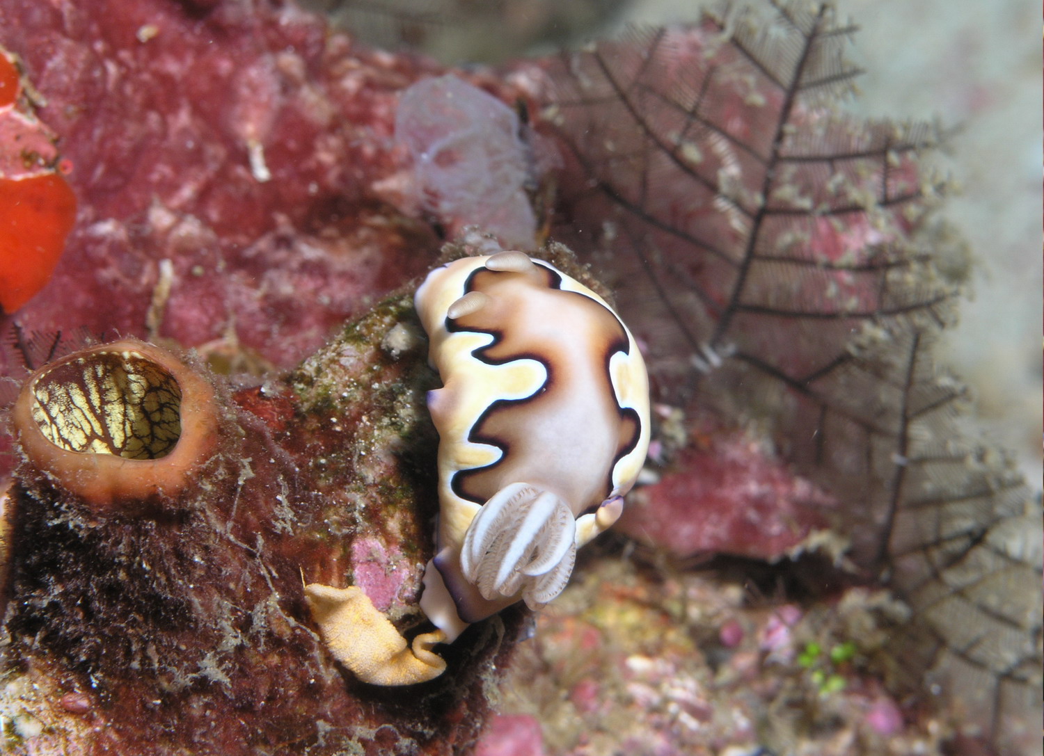 Nudibranch (Chromodoris coi)