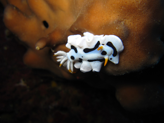 Nudibranch (Chromodoris Dianae)