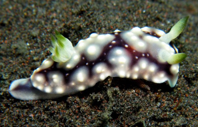 Nudibranch - Chromodoris geometrica