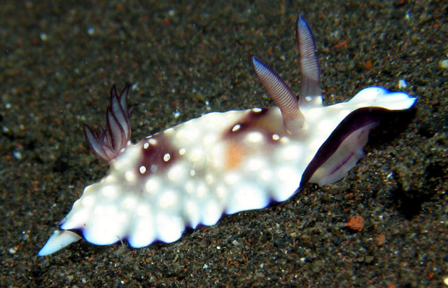 Nudibranch - Chromodoris hintuanensis