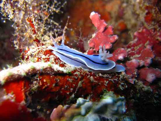 Nudibranch (Chromodoris Iochi)