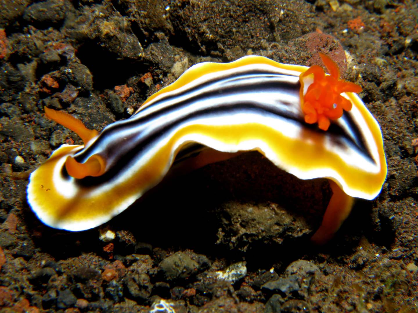 Nudibranch Chromodoris quadricolor