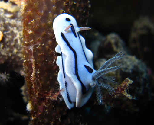 Nudibranch (Chromodoris Willani)