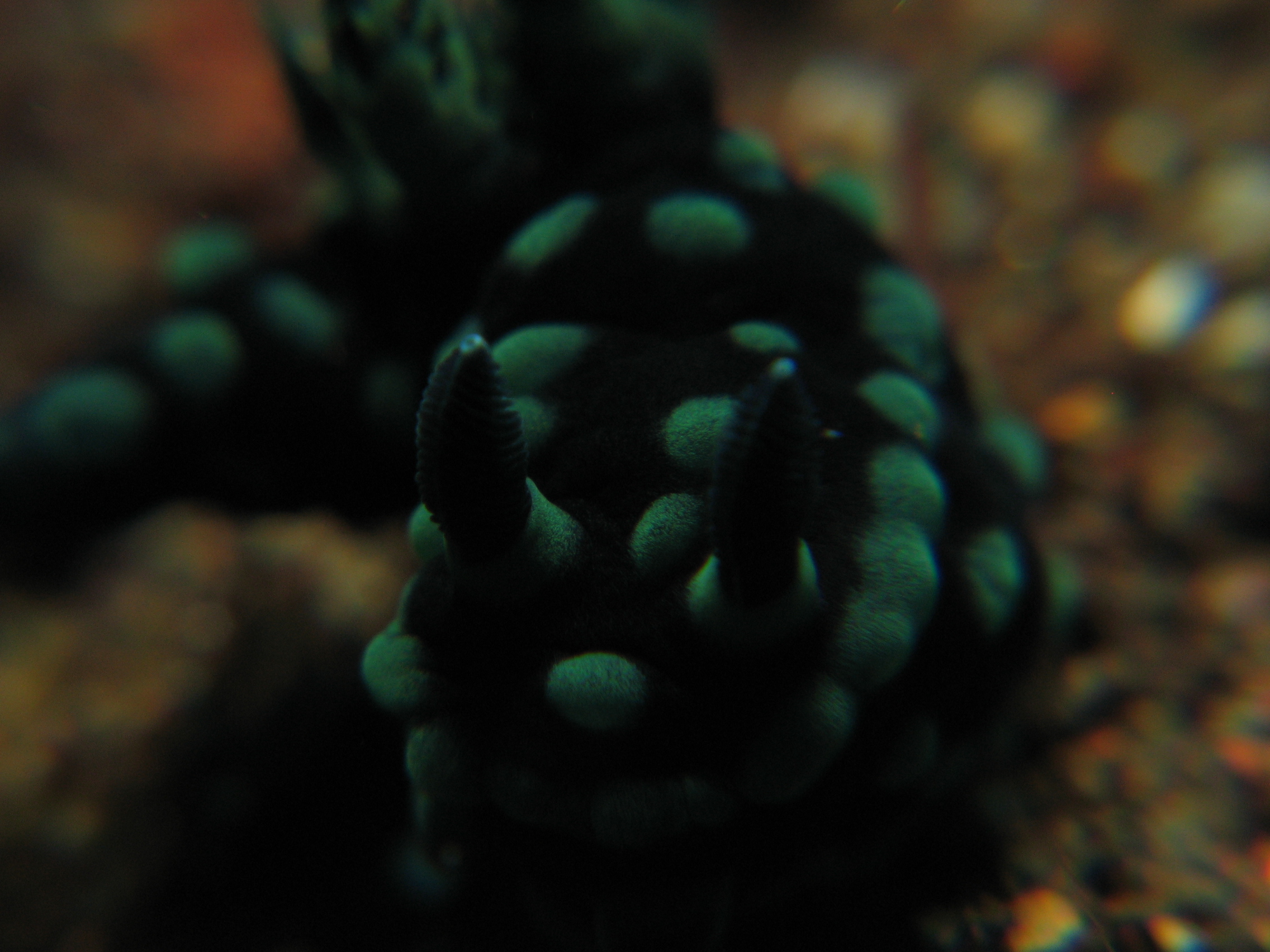 Nudibranch close-up