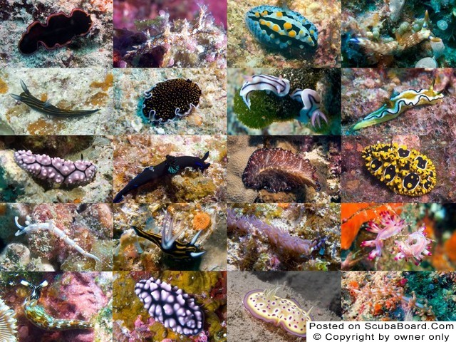Nudibranch Collage