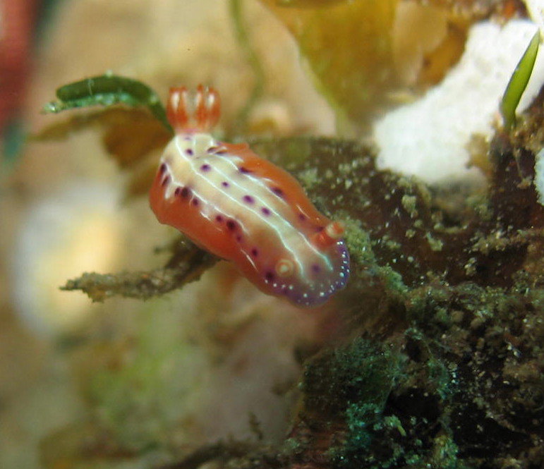 Nudibranch: Decorated Chromodoris