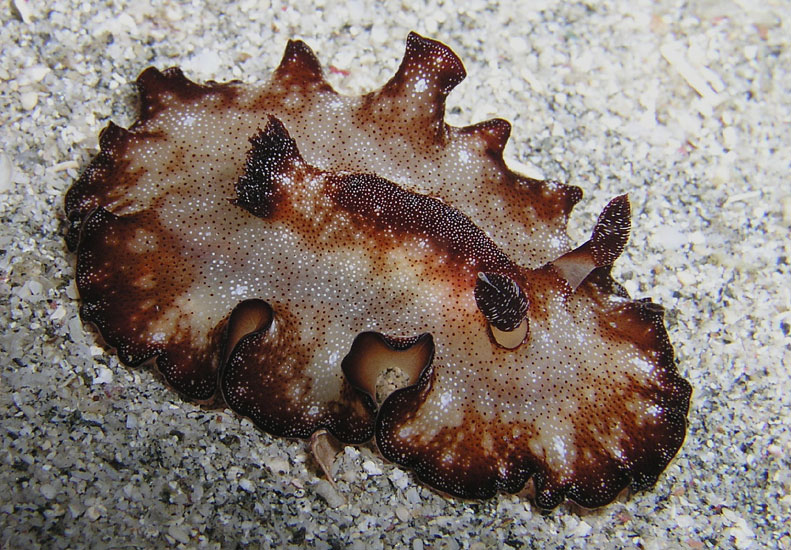 Nudibranch - Discodoris boholiensis