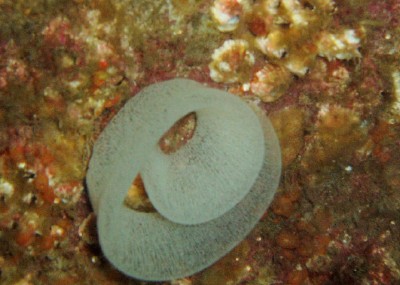 Nudibranch egg ring