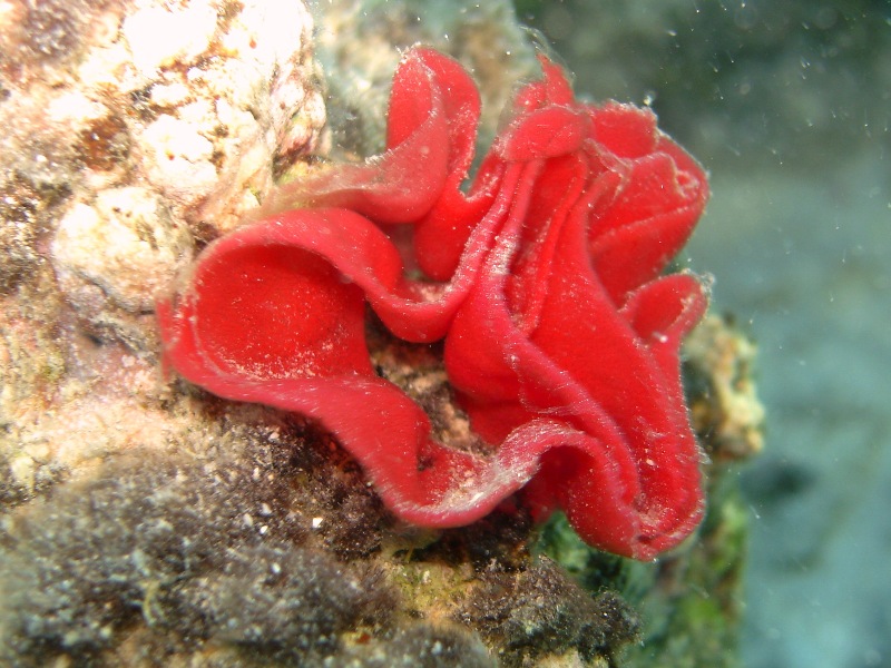 Nudibranch Eggs of unknown species
