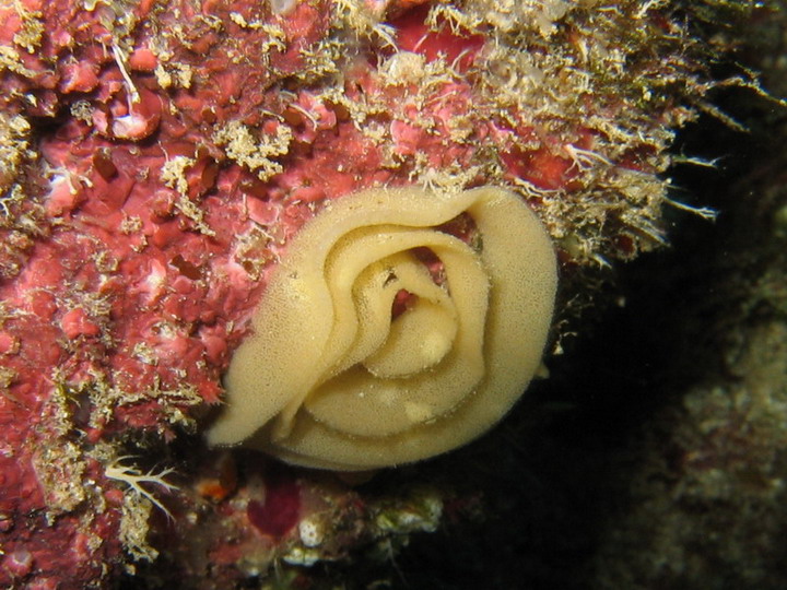 Nudibranch Eggs