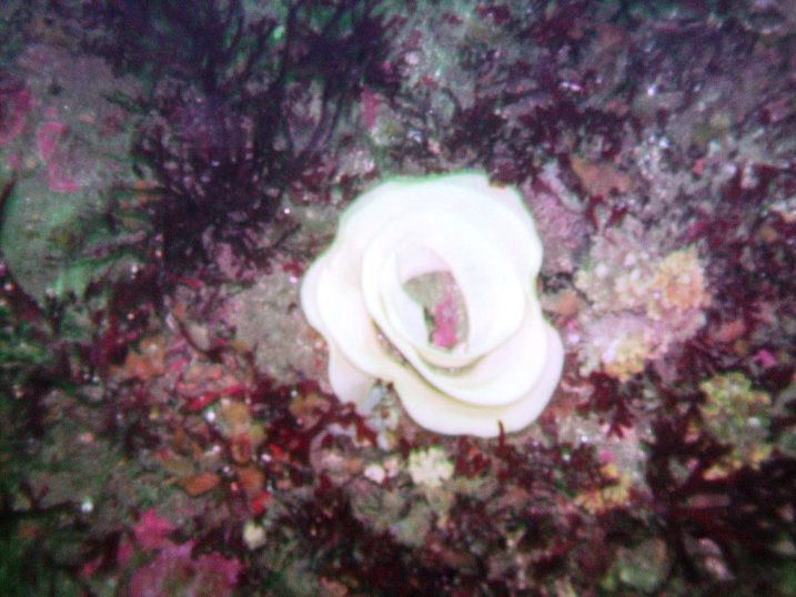 Nudibranch Eggs