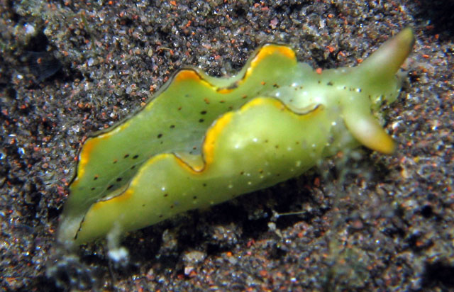 Nudibranch - Elysia ornata