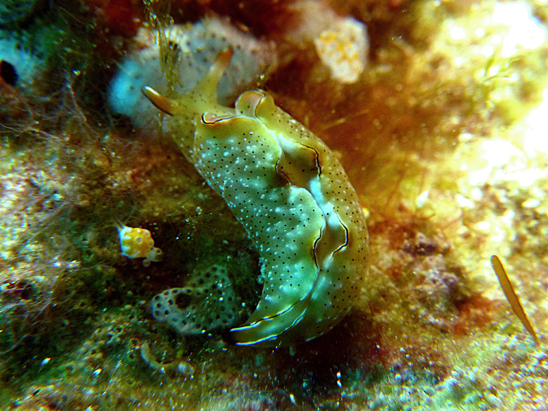 Nudibranch: Elysia ornata (?)