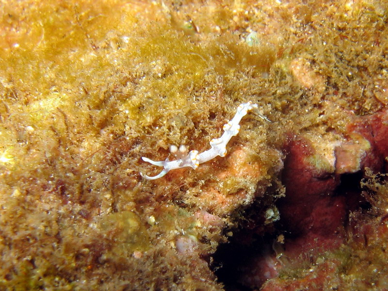 Nudibranch - Filamentous White & Orange