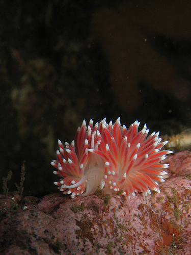 Nudibranch / Flabellina pellucida