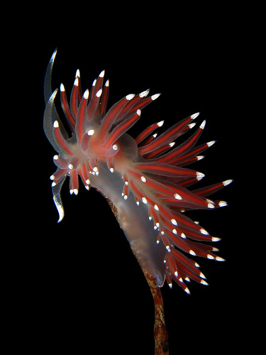 Nudibranch / Flabellina pellucida