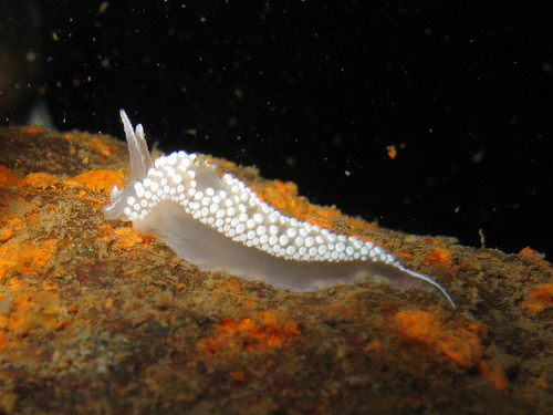 Nudibranch / Flabellina verrucosa