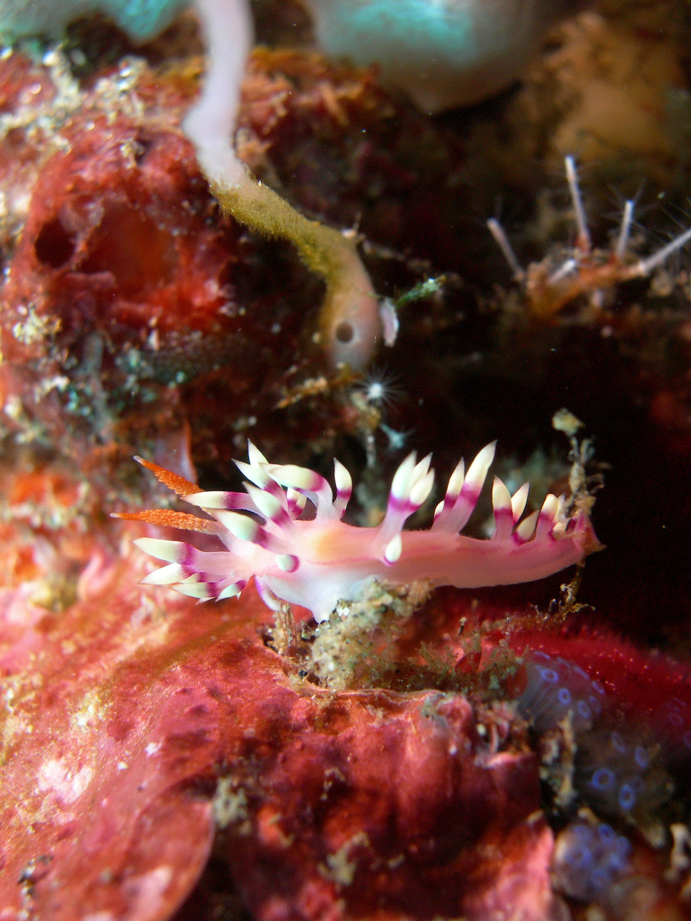 Nudibranch, Gili Selang - Bali