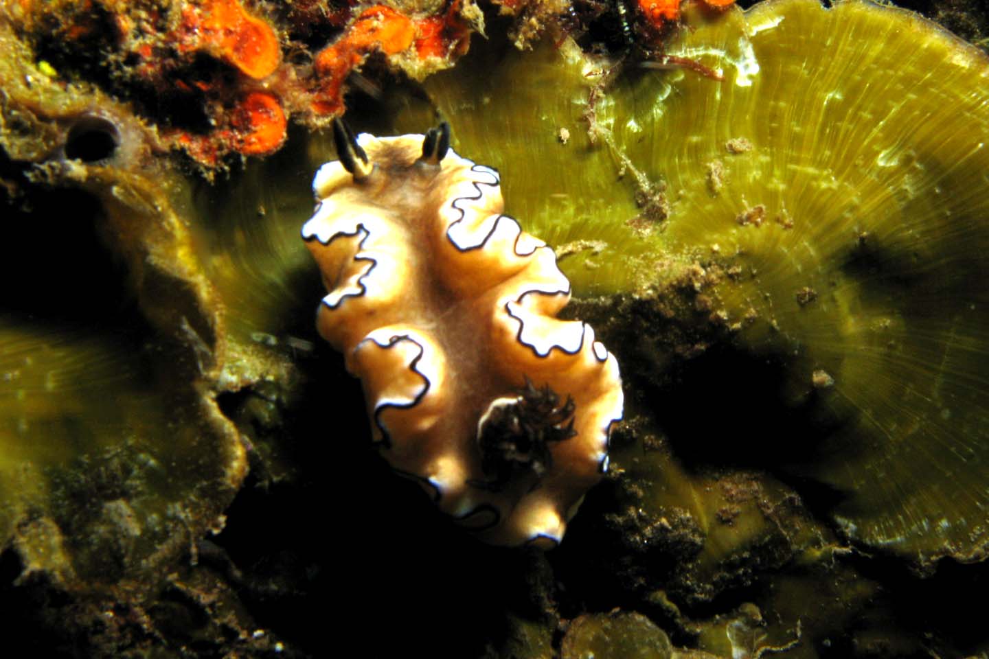 Nudibranch - Glosodoris astromarginata