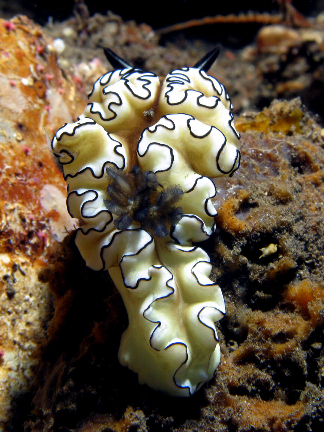 Nudibranch (Glossodoris atromarginata)