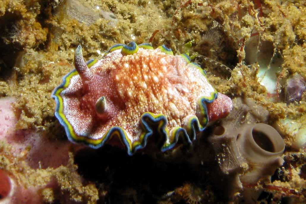 Nudibranch - Glossodoris cincta
