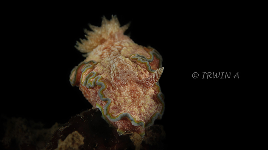 Nudibranch ( Glossodoris Cincta )