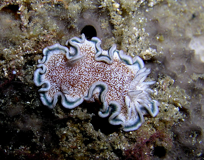 Nudibranch - Glossodoris hikuerensis