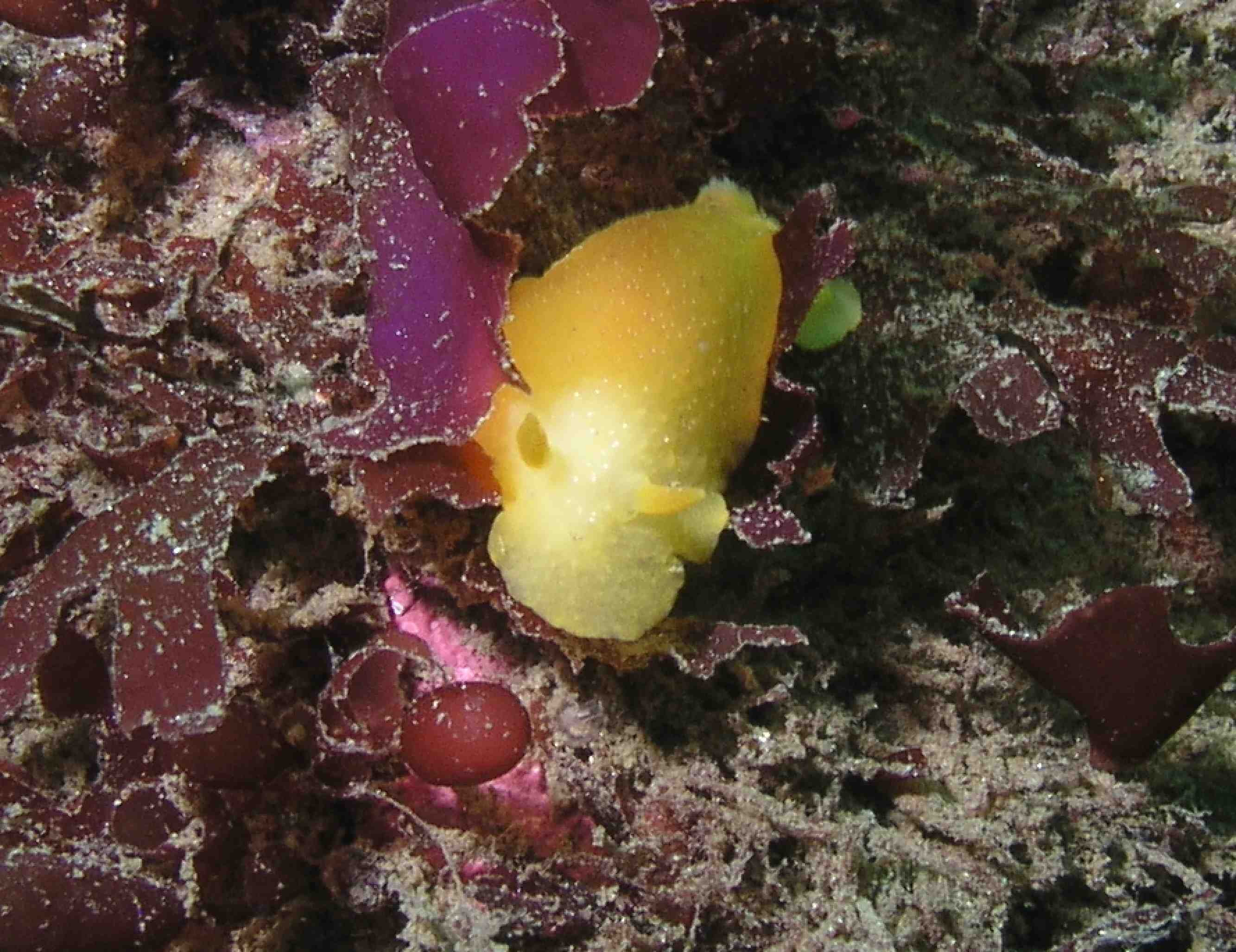 Nudibranch (Golden Dorid?)