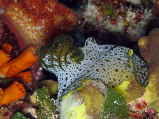 Nudibranch Gray & Green