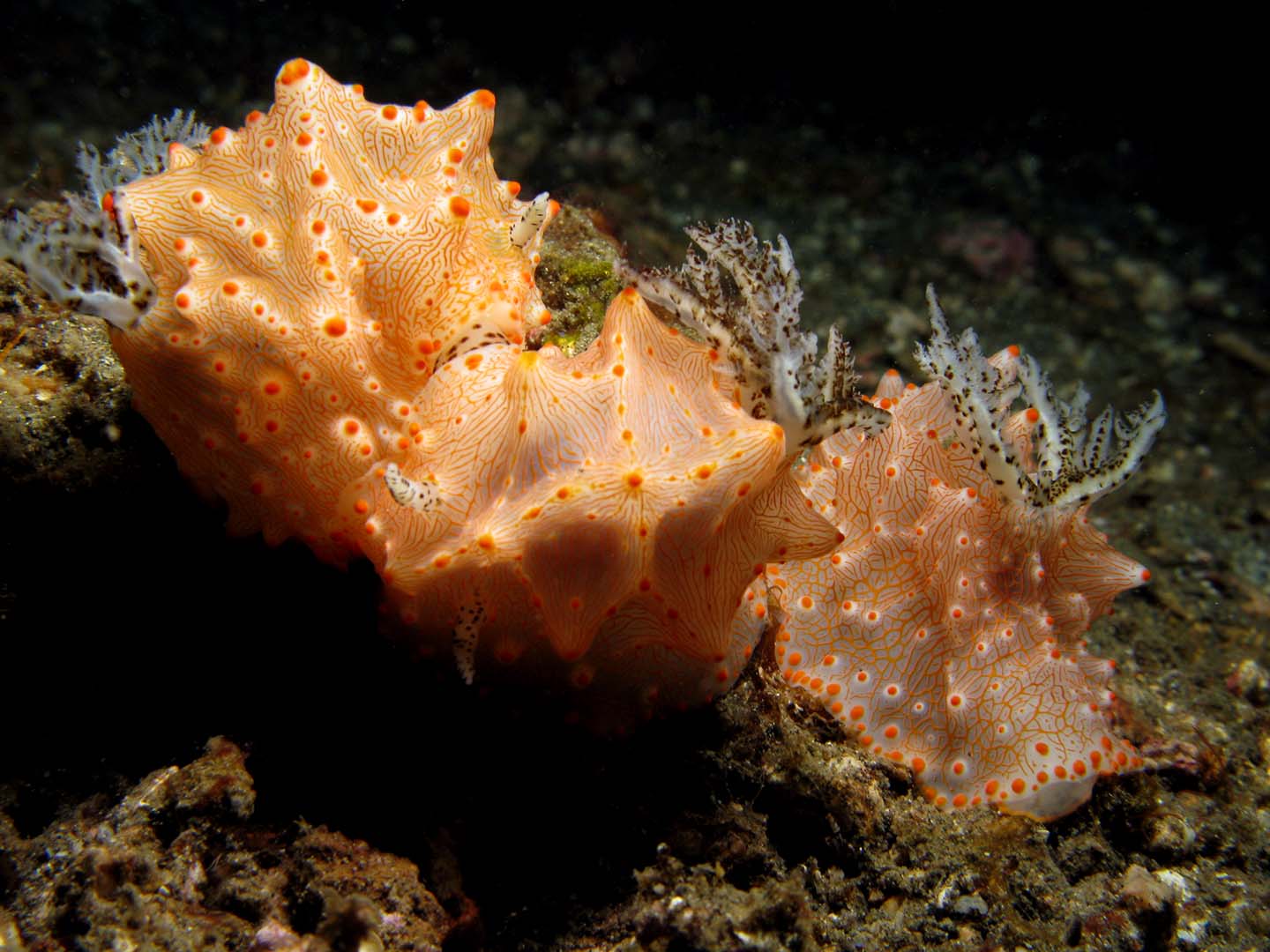 Nudibranch - Halgerda batangas