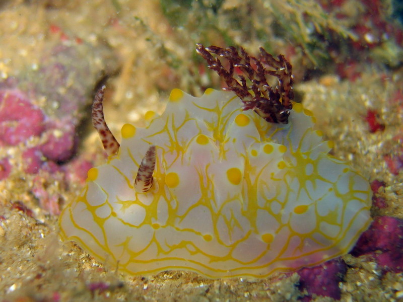 Nudibranch - Halgerda malesso