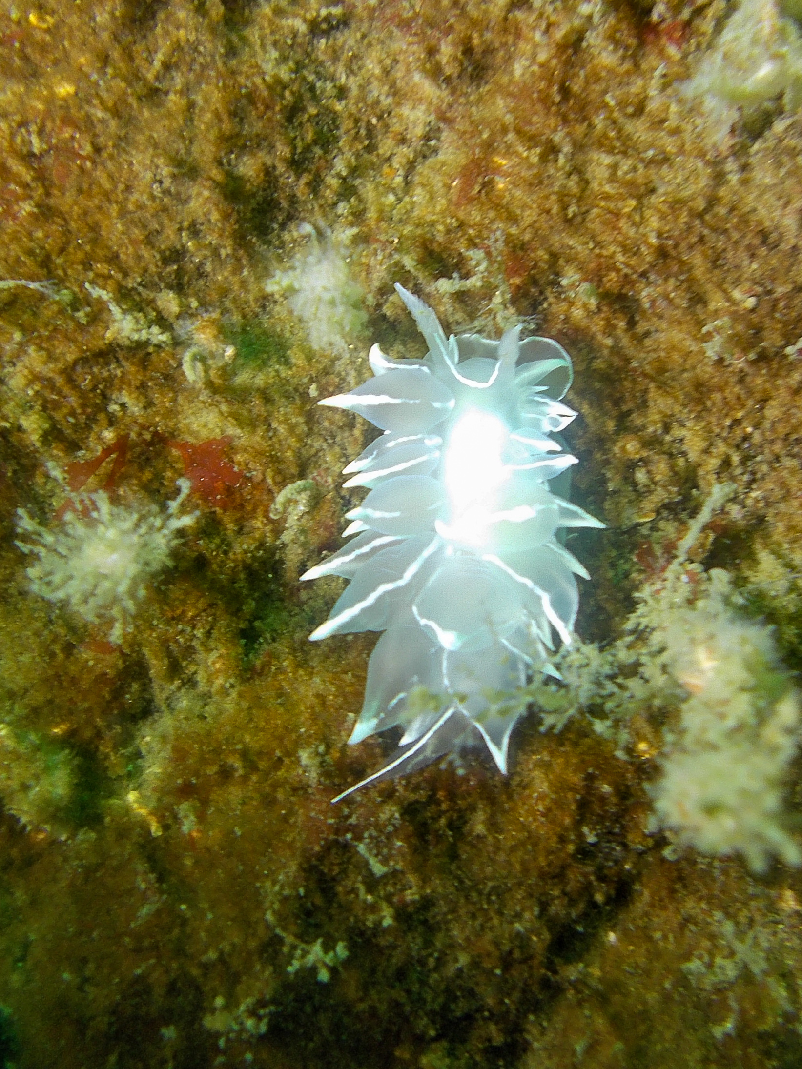 Nudibranch - Henderson Point VI