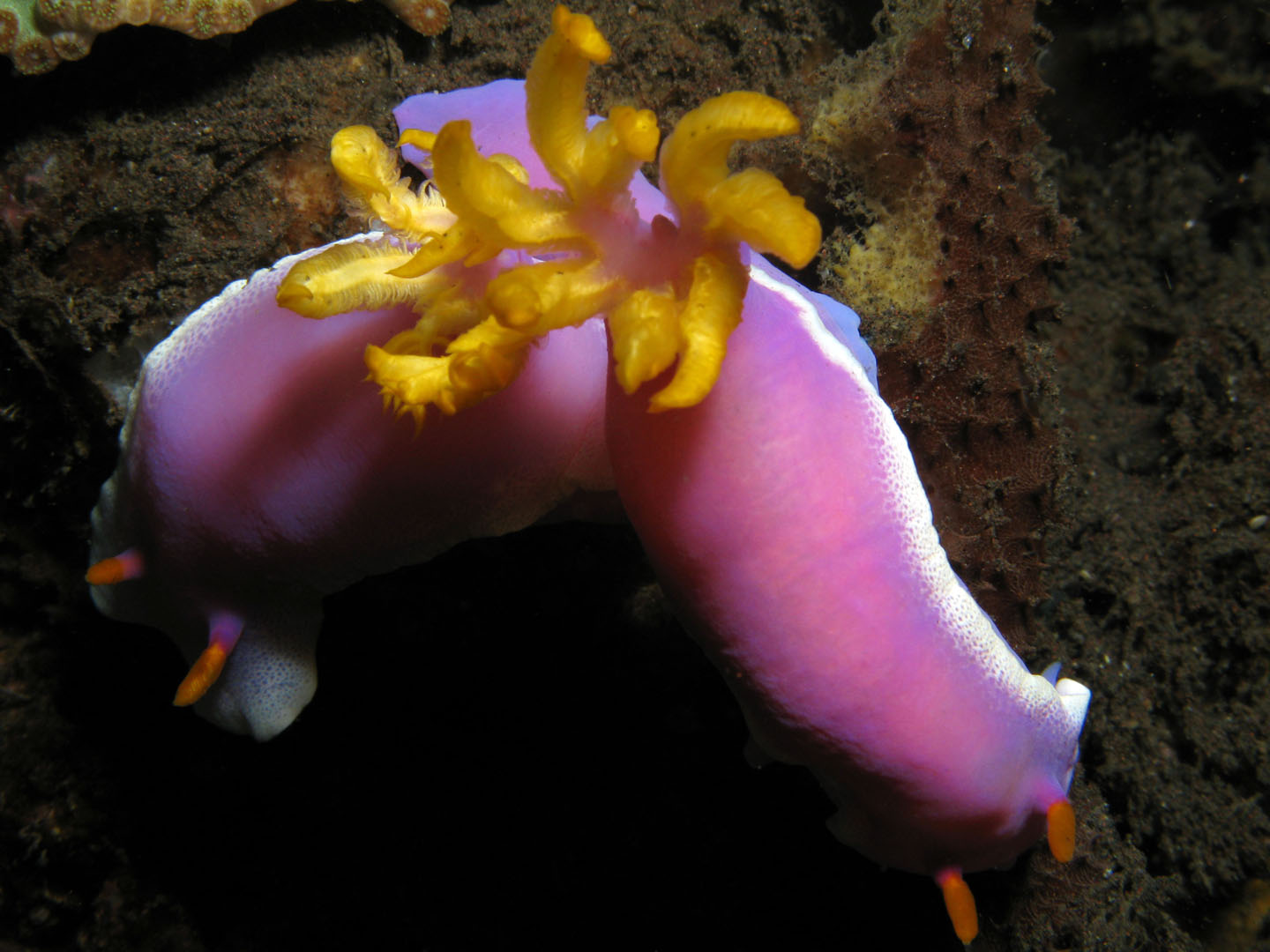 Nudibranch - Hypselodoris bullocki