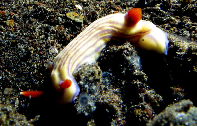 Nudibranch - Hypselodoris zephyra