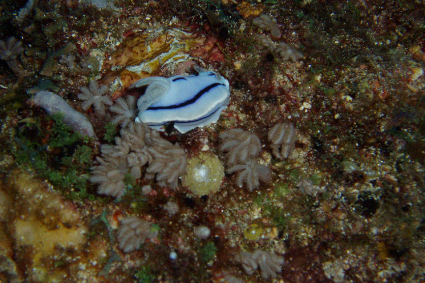 Nudibranch in Current