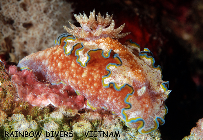 Nudibranch in Nha Trang, Vietnam, Rainbow Divers, professional underwater p