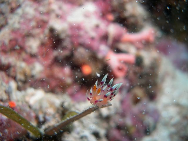 Nudibranch in snow