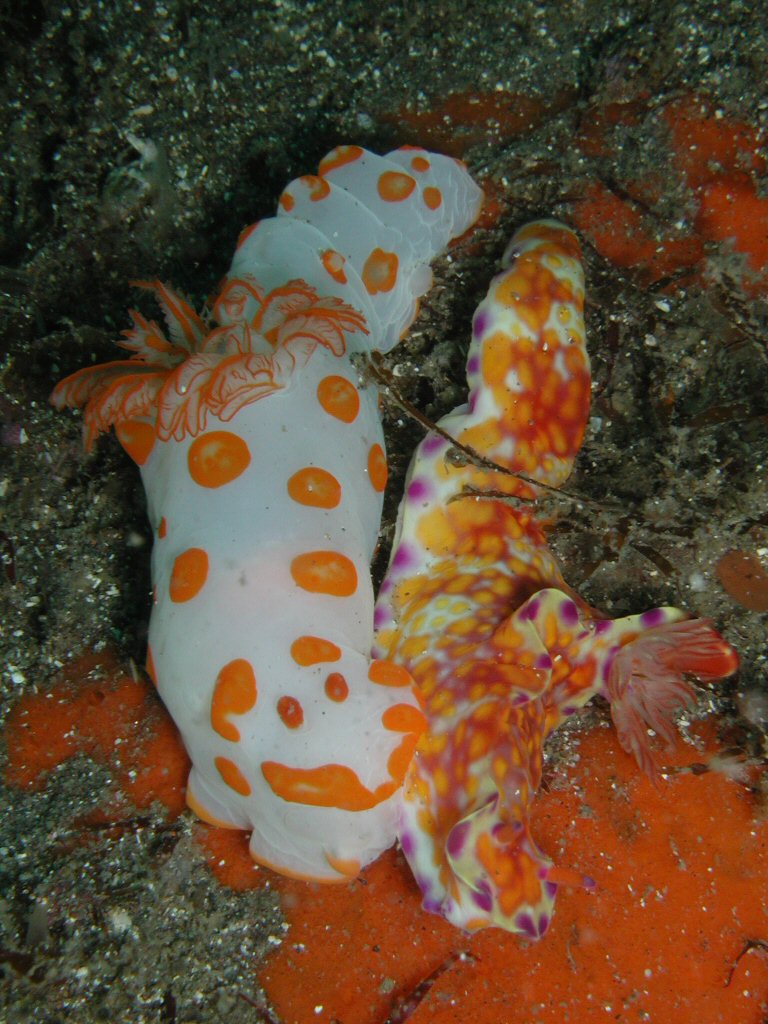 Nudibranch is eating...